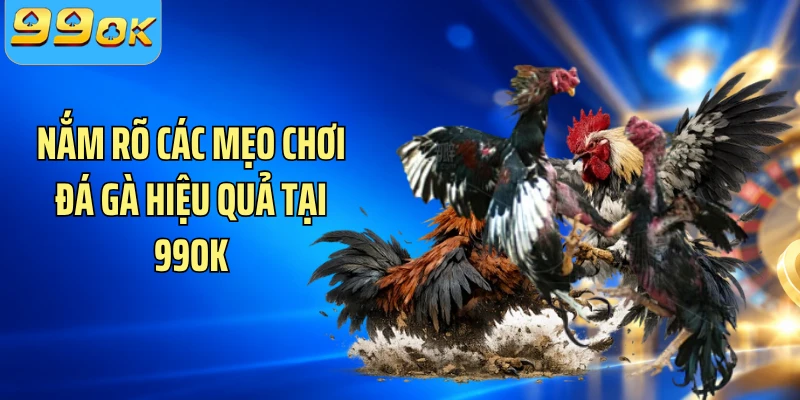 Nắm rõ các mẹo chơi đá gà hiệu quả tại 99OK